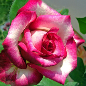 Hessenrose - róża - www.karolinarose.pl